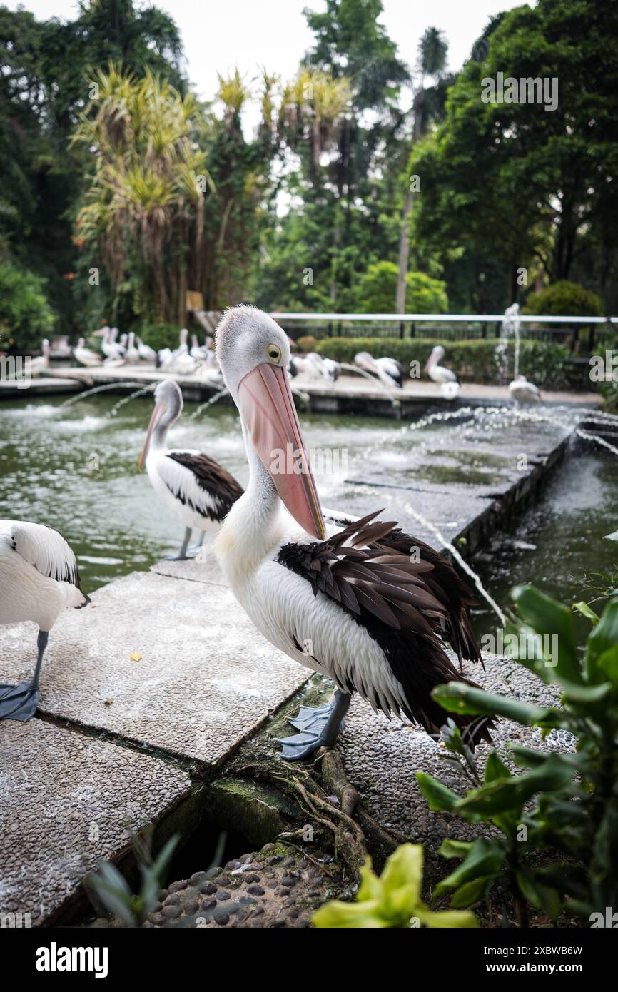 Pelican Stock Photo