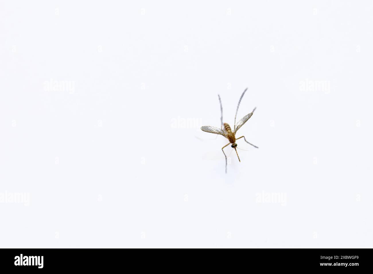 Capturing the elegance of a mosquito in mid-air, this image showcases its delicate wings and slender body against a pristine white backdrop. Stock Photo