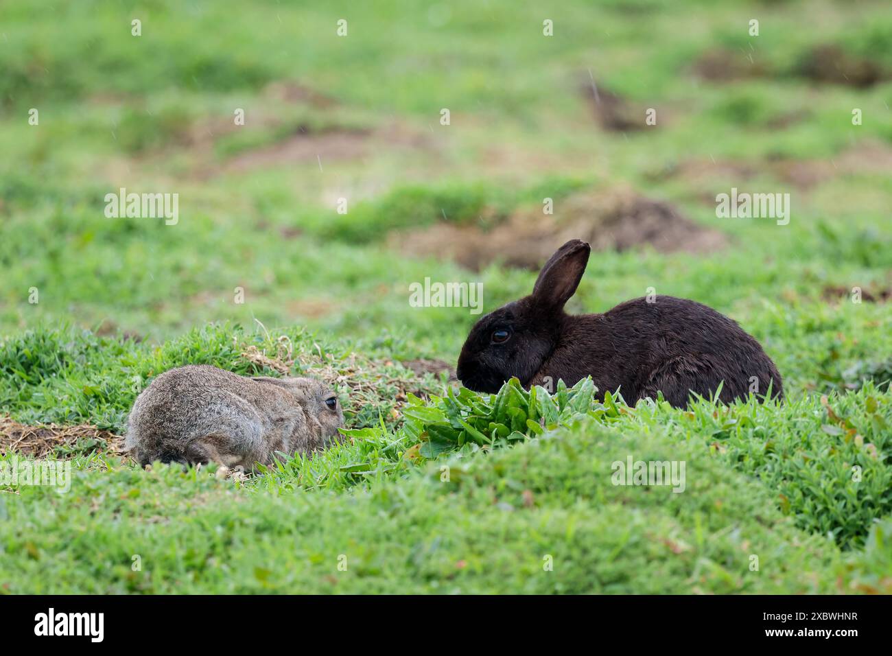 Skomer Rabbits Black rabbit on skomer island hi-res stock photography and images - Alamy