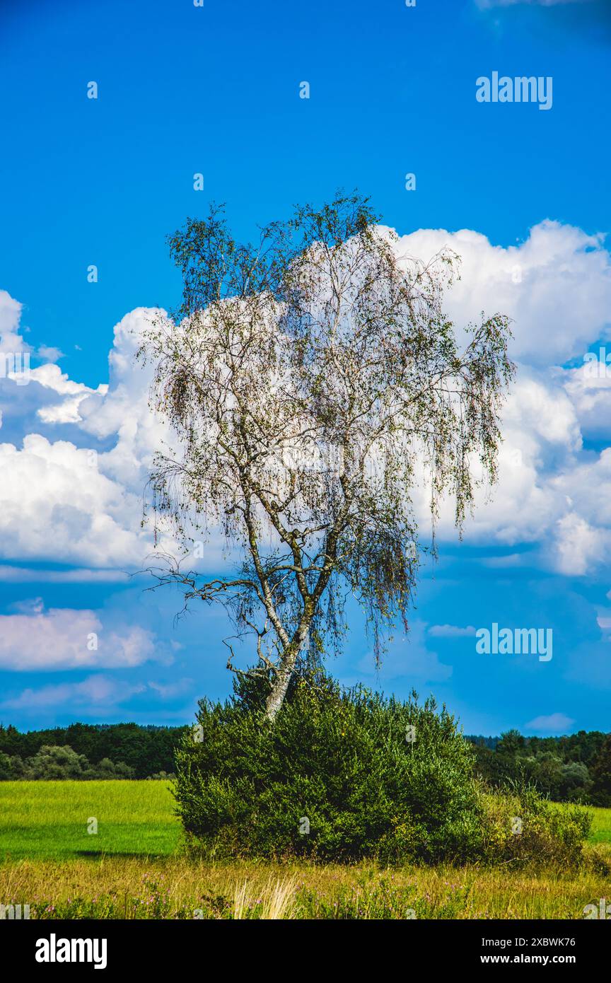 landscape, nature, summer, autumn, wallpaper, clouds, trees, forest ...