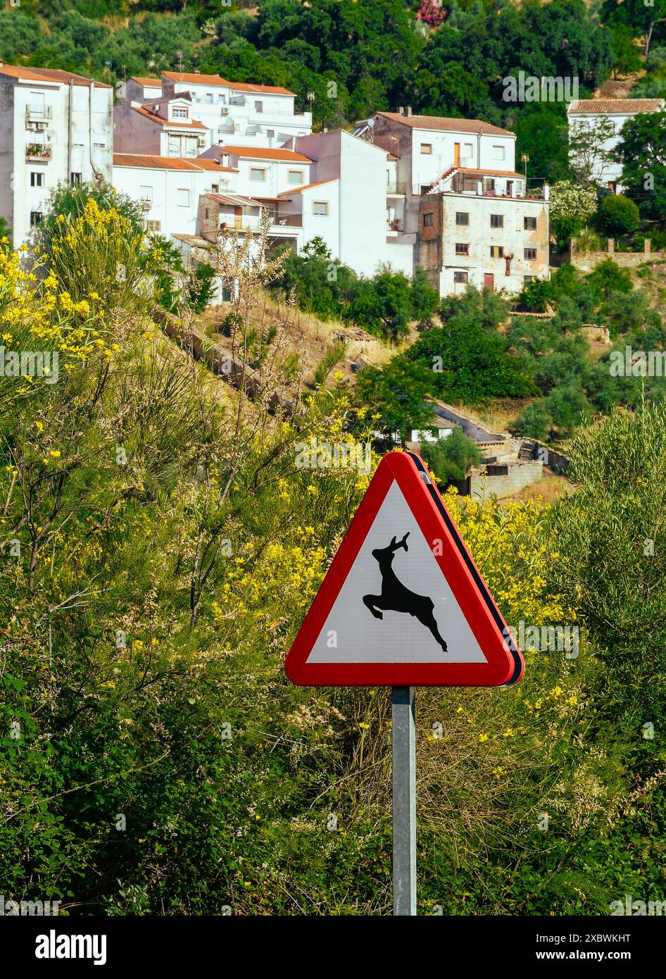 Warning signs on public roads in Spain, Deer or wild animals, Fuencaliente, Ciudad Real Province Stock Photo