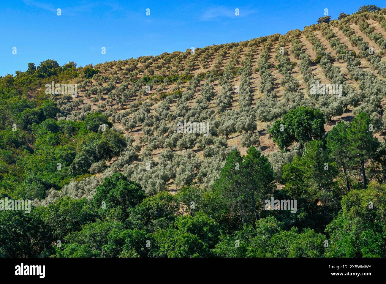 Olive groves, olive and oil cultivation on sloping plots, Fuencaliente