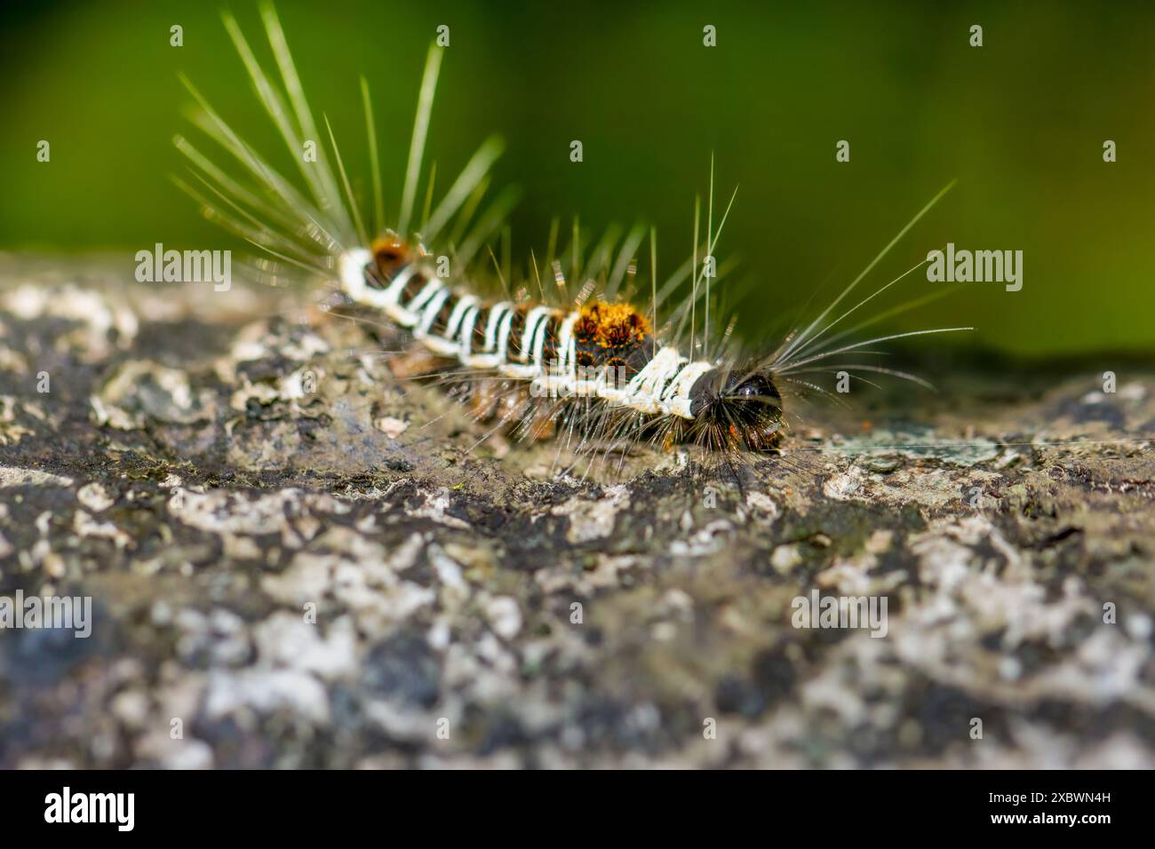 Close-up of a black-and-white striped caterpillar of Euproctis ...