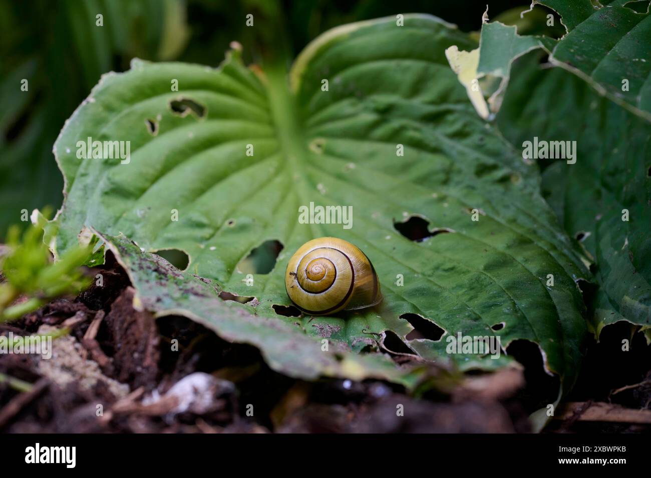 RECORD DATE NOT STATED Schnecken im Garten Schnecken auf Blättern
