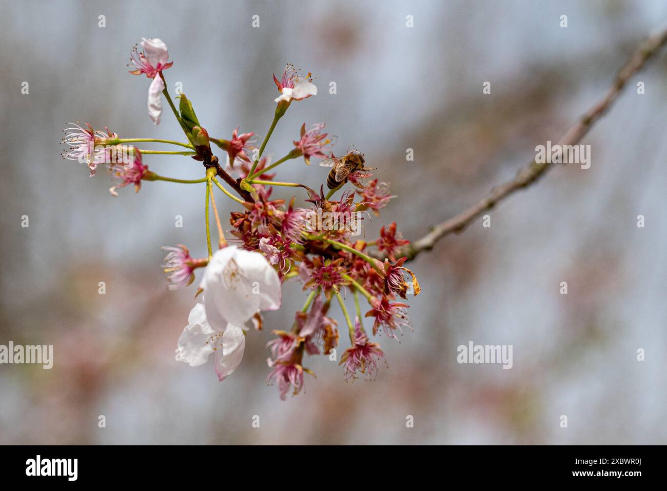 Insect on wild cherry blossom hi-res stock photography and images - Alamy