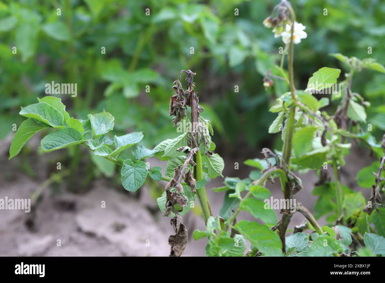 Potato blight or late blight is serious potato and tomato disease ...