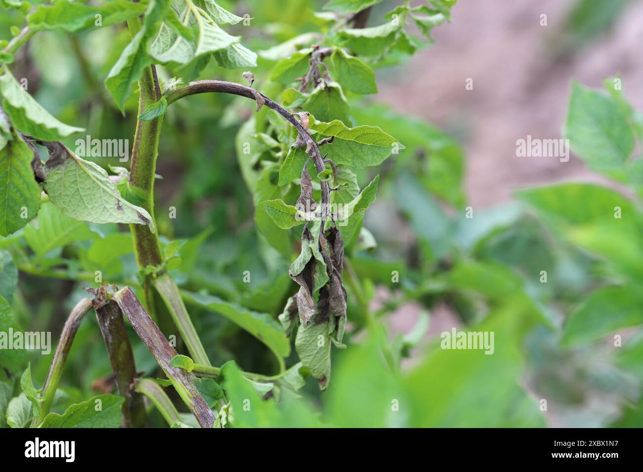 Potato blight or late blight is serious potato and tomato disease ...