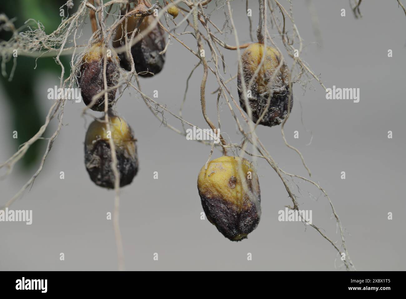 Potato blight or late blight is serious potato and tomato disease ...
