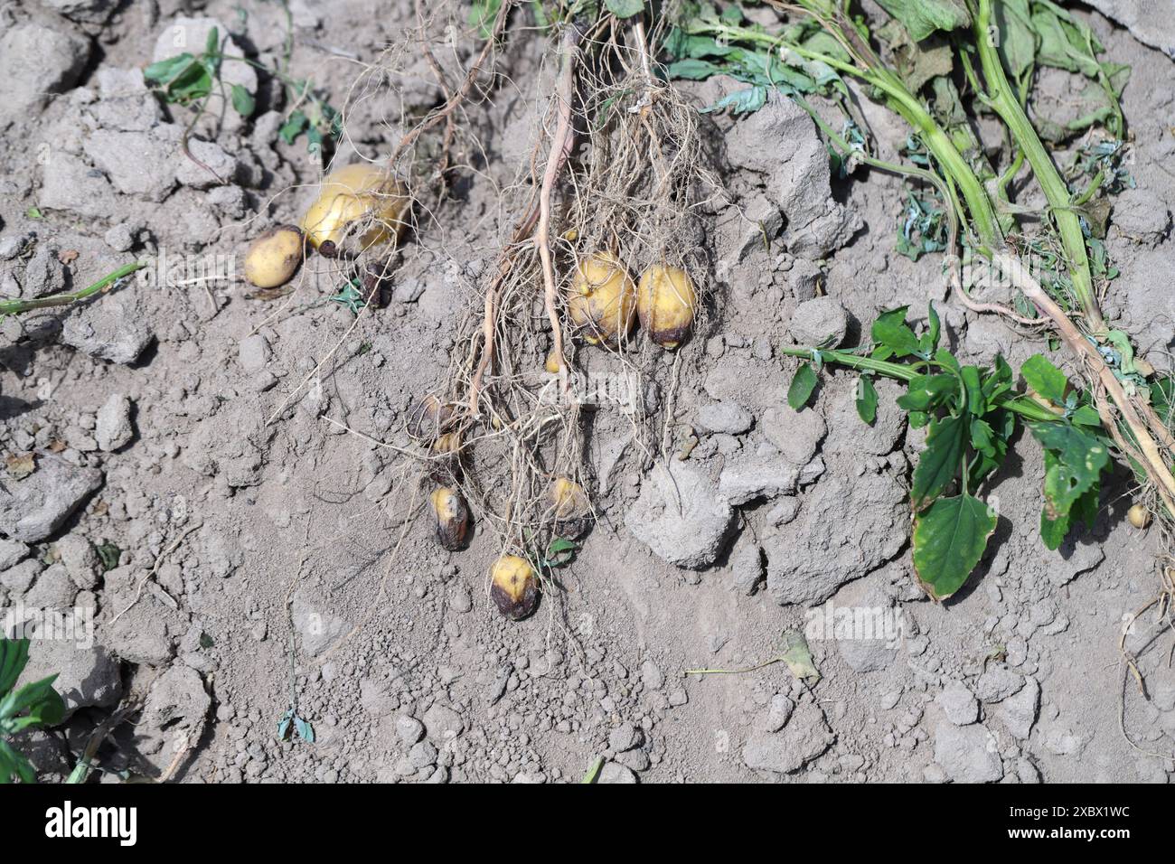 Potato blight or late blight is serious potato and tomato disease ...