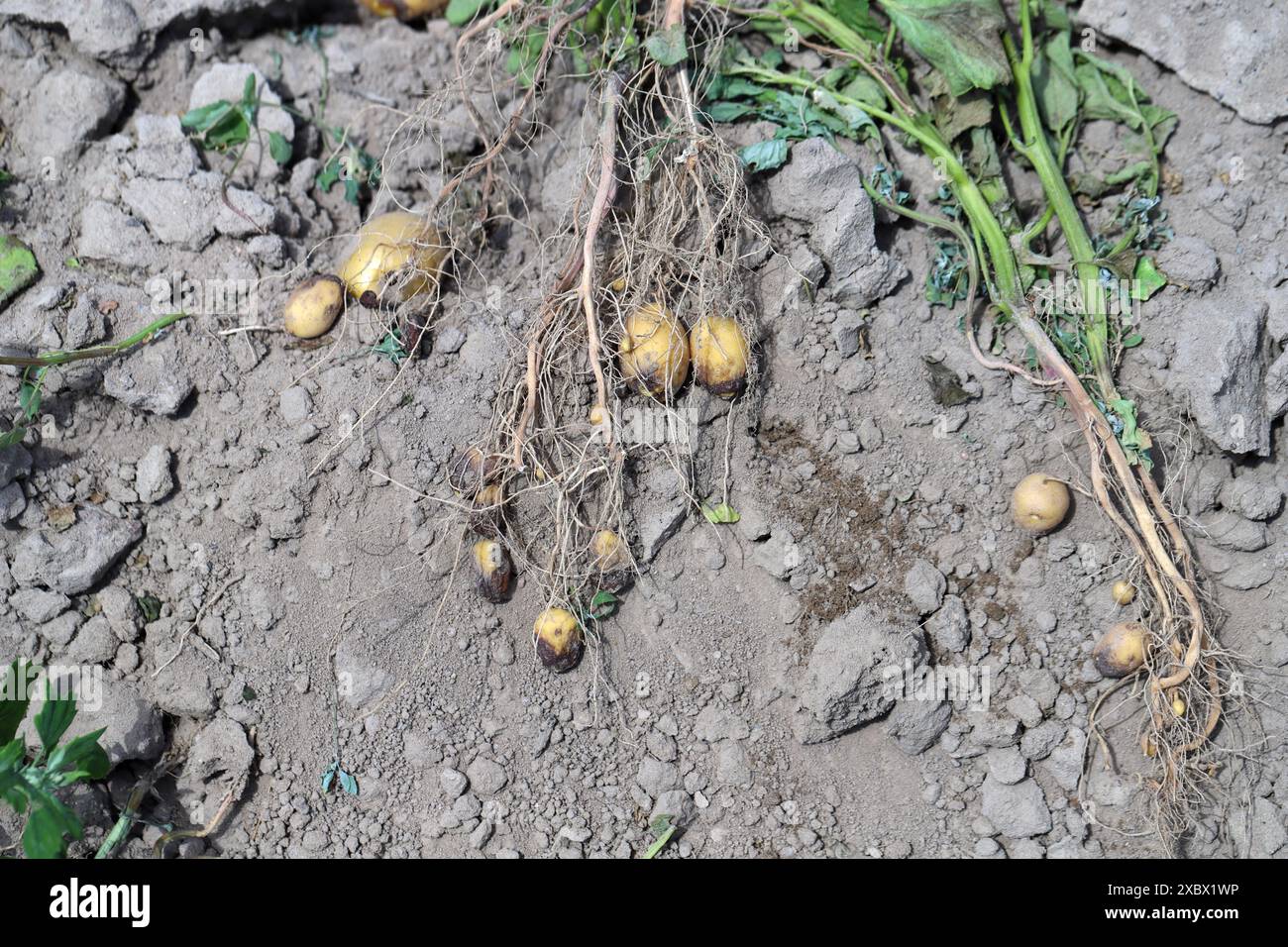 Potato blight or late blight is serious potato and tomato disease ...