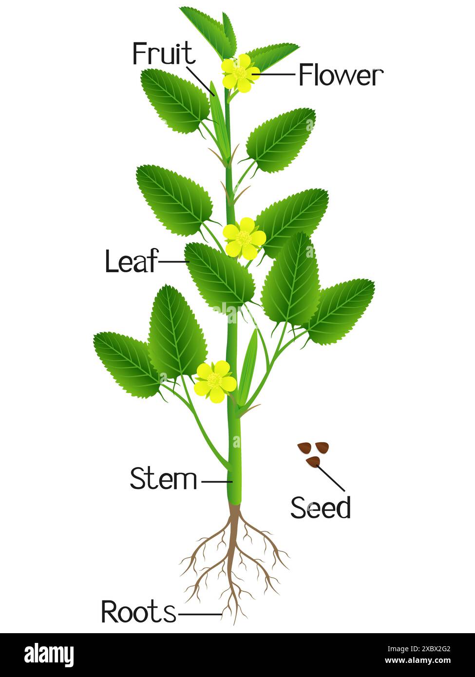 Parts of jute plant on a white background Stock Vector Image & Art Alamy