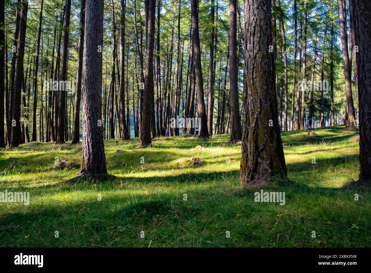 forest, trees, autumn, sunset, light, forest mood, tree, yew, pine ...