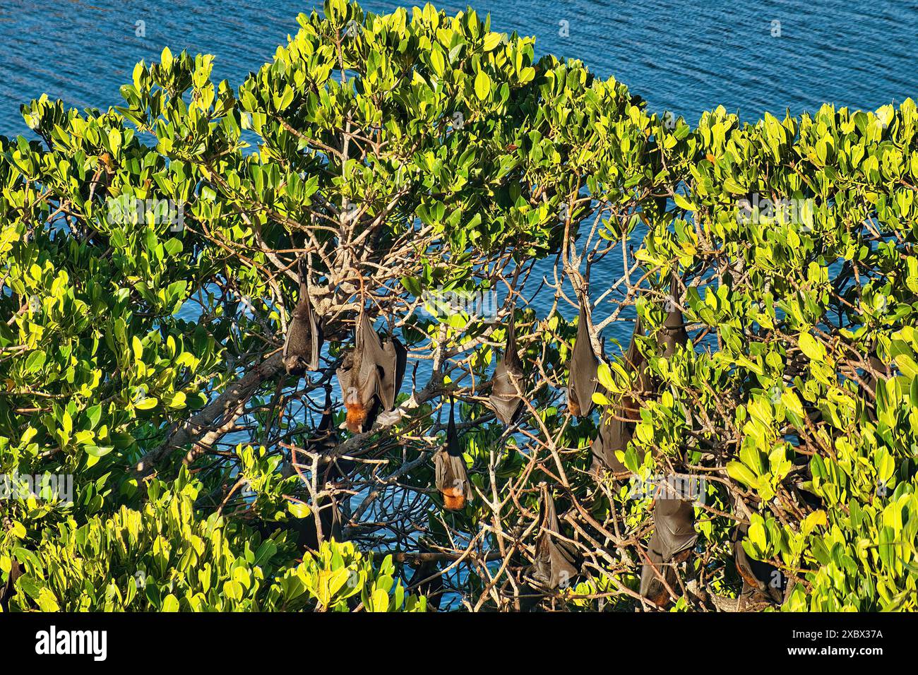 Flying foxes in a mangrove tree, Cape Range National Park, Western Australia Stock Photo