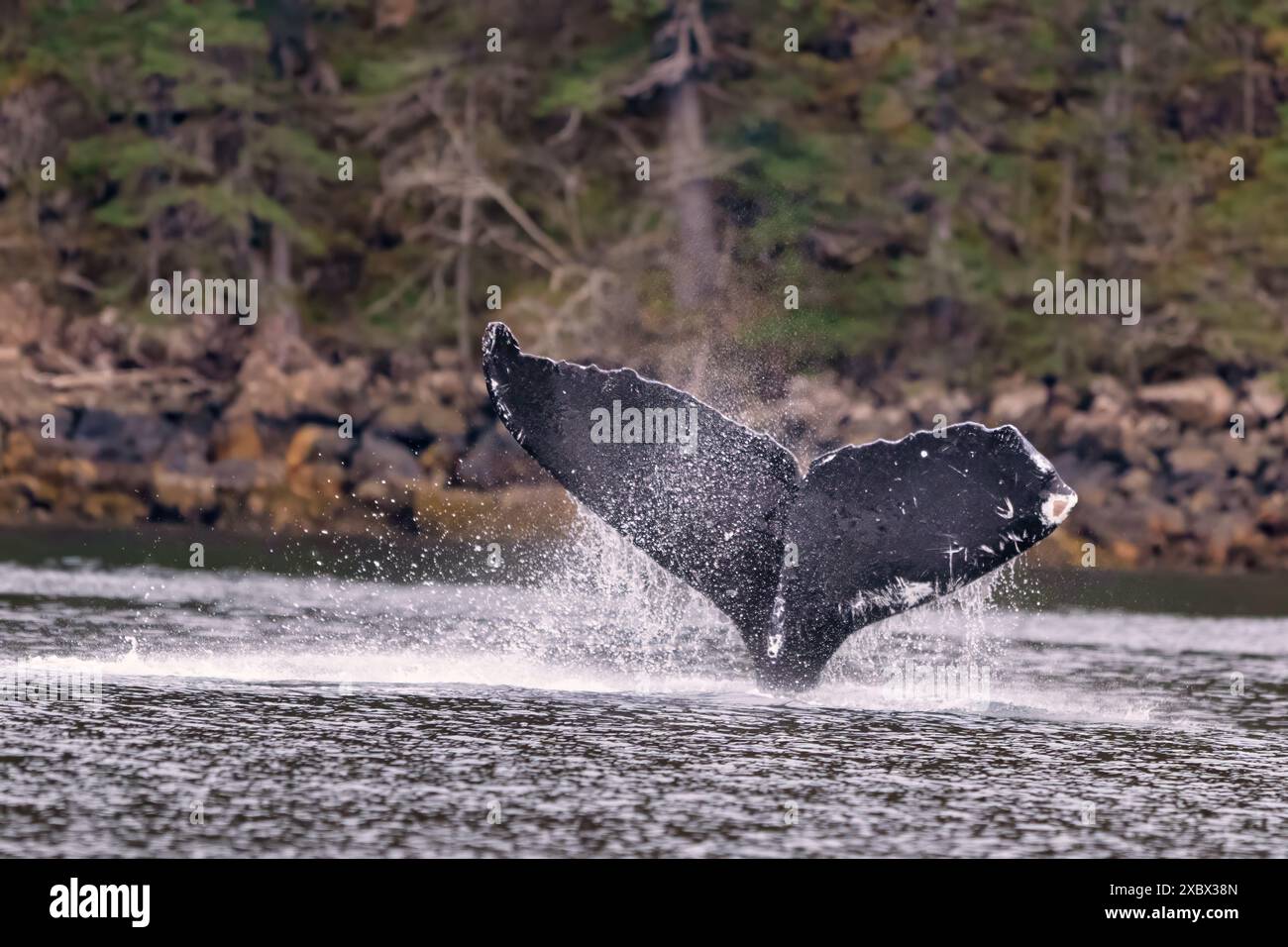 Tail humpback whale emerging hi-res stock photography and images - Alamy