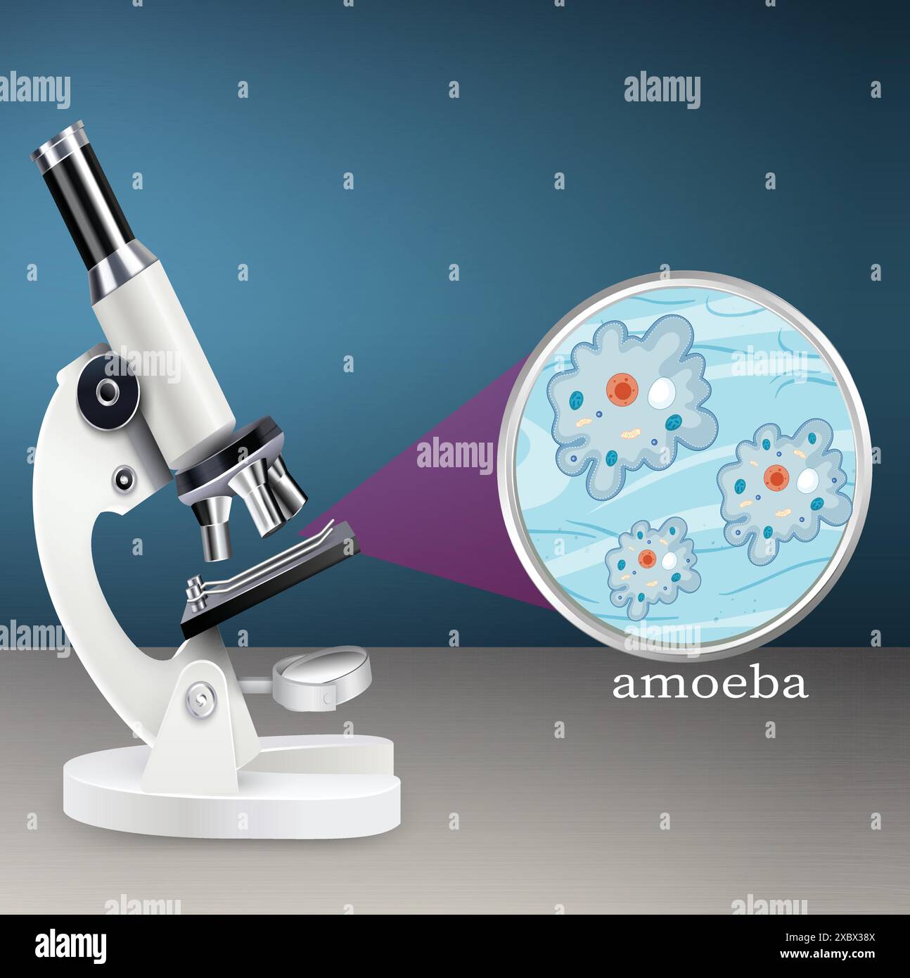 amoeba under the microscope scientific laboratory Stock Vector