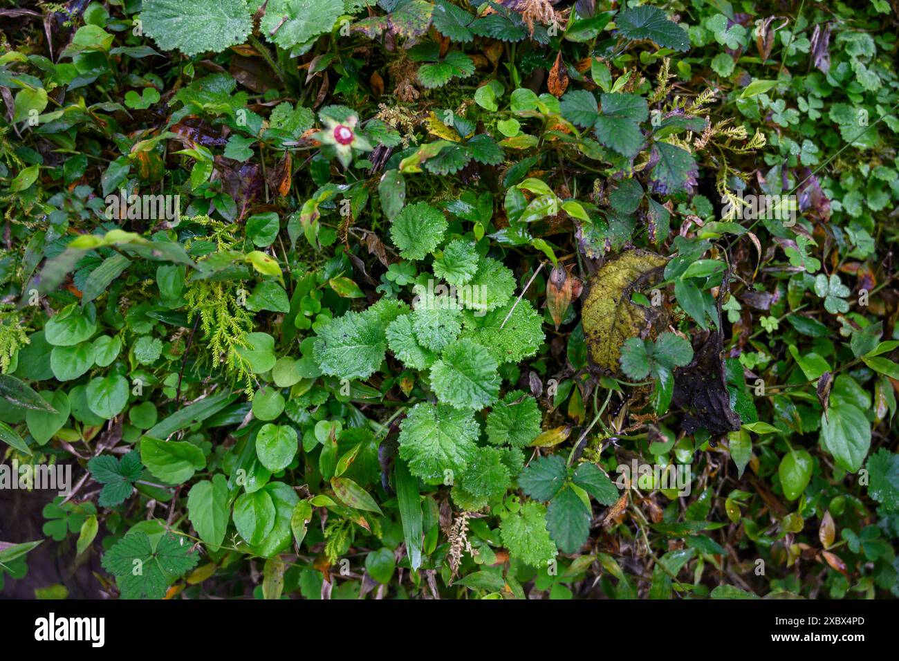 Plants entire all medical hi-res stock photography and images - Alamy