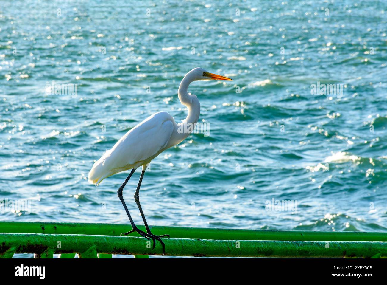 White heron perched in front of the sea in Ilhabela on a sunny day Stock Photo
