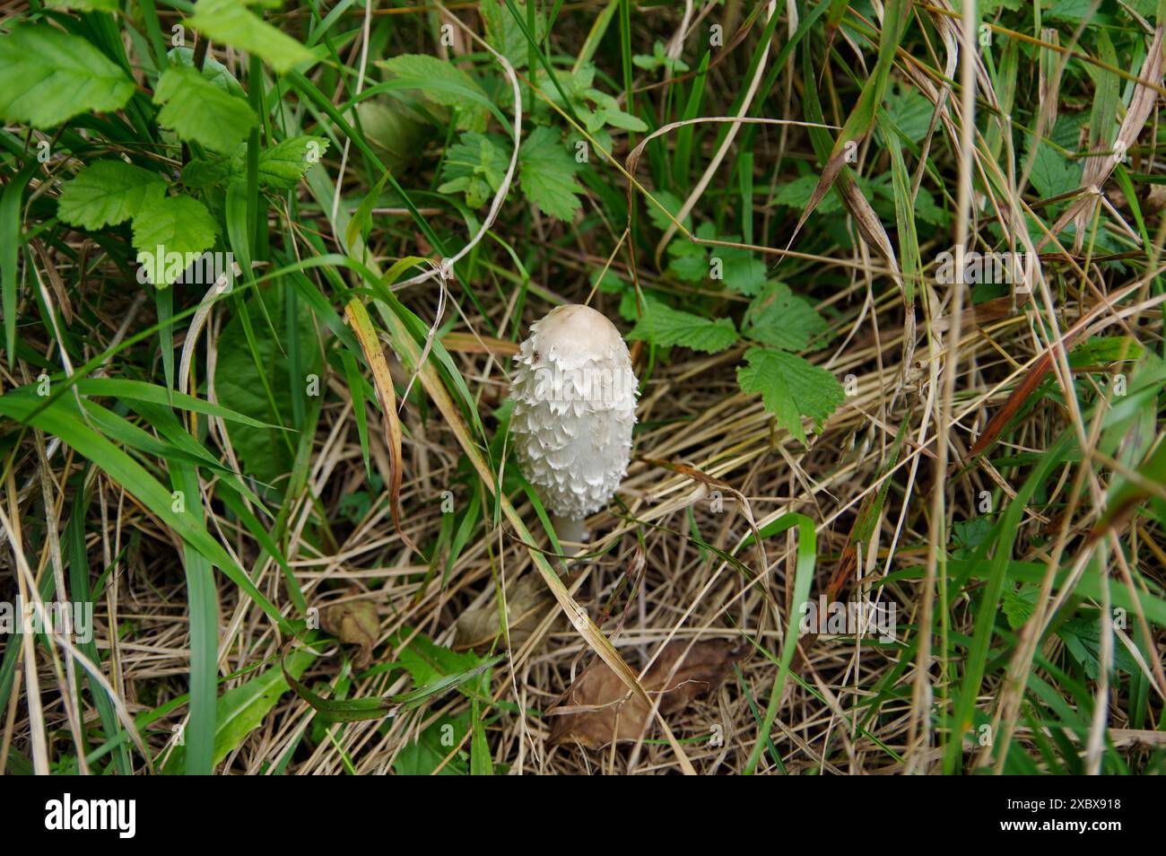 mushroom, forest, soil, poisonous, edible, enjoyable, nature, grass