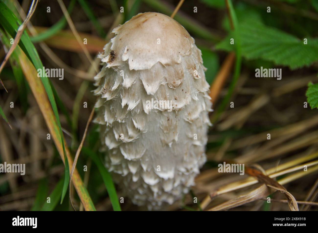 mushroom, forest, soil, poisonous, edible, enjoyable, nature, grass