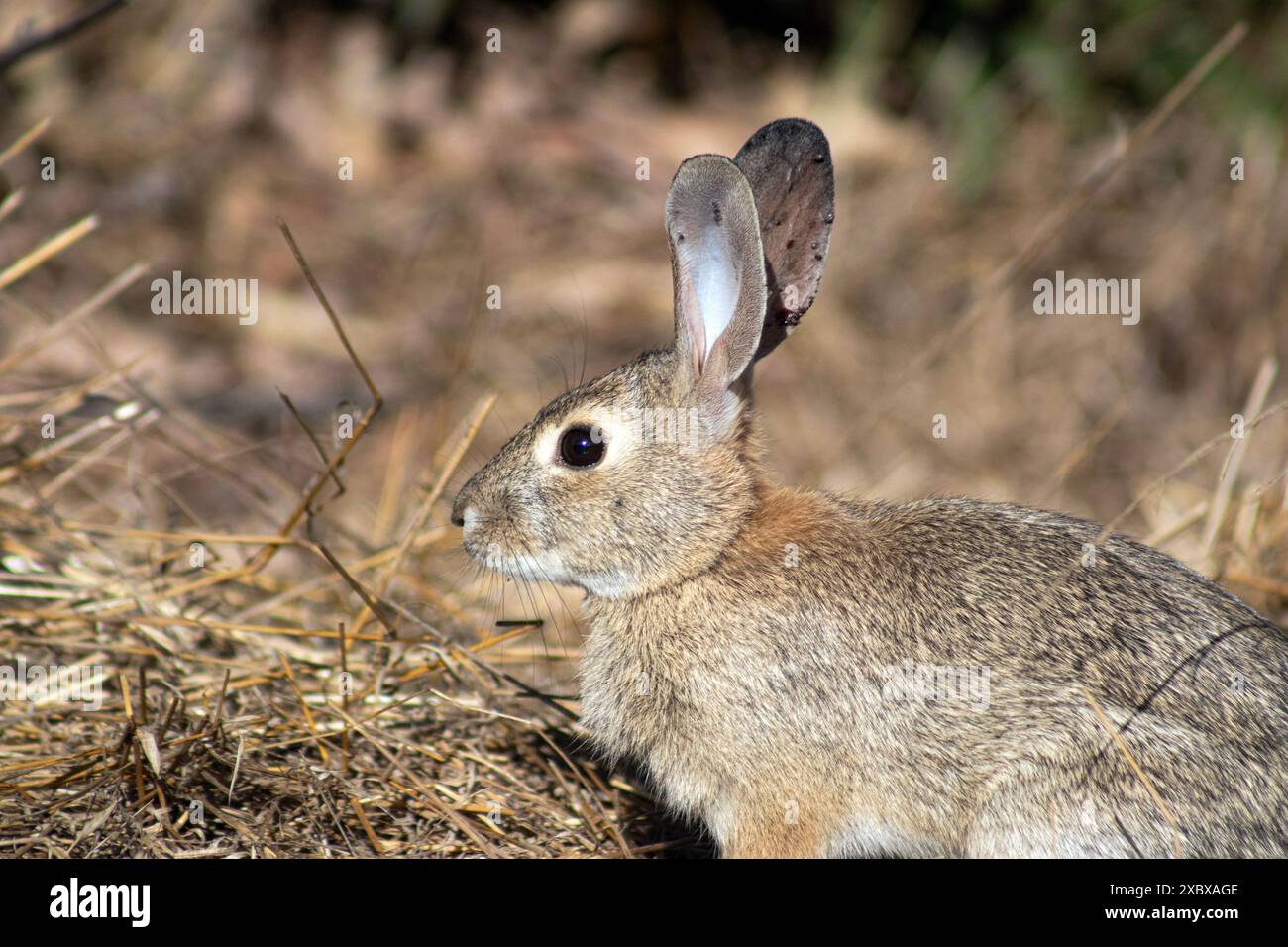 A desert cottontail rabbit, Sylvilagus audubonii, also known as Audubon's cottontail, in the hills of Griffith Park, Los Angeles, California, USA Stock Photo
