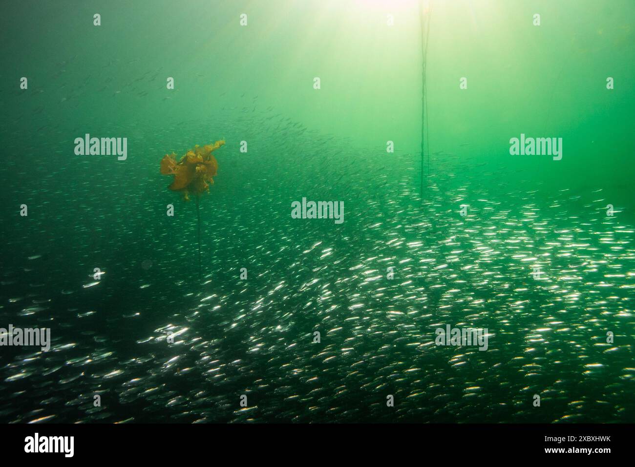 Herring fish bait hi-res stock photography and images - Alamy