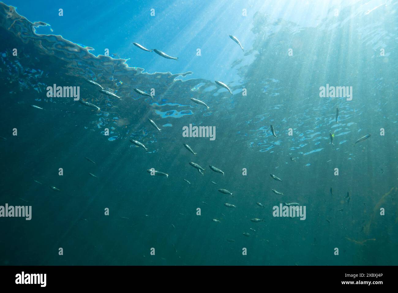 School of Pacific Salmon fry in the Pacific Northwest. Stock Photo