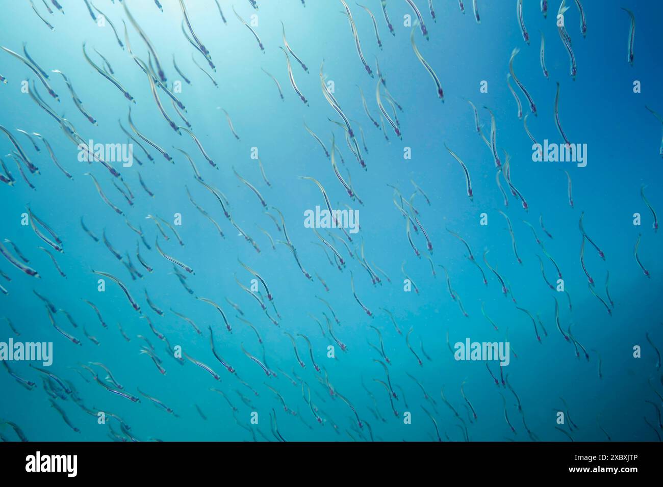 Sand lance in the shallow waters of the Pacific Northwest, Canada. Stock Photo