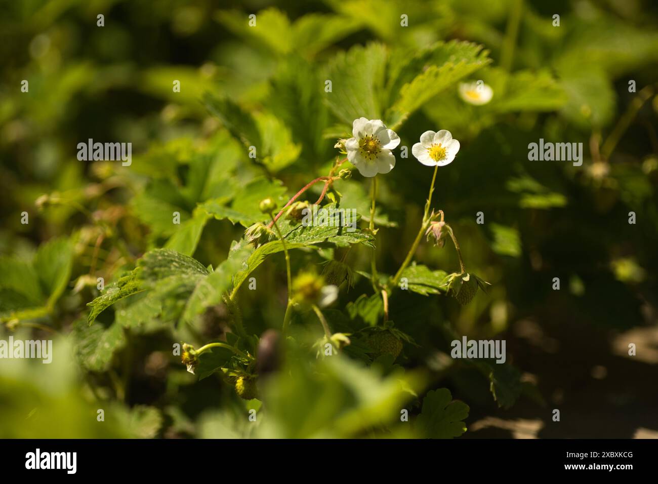 close up flowers and strawberry bushes, green leaves and white flowers ...