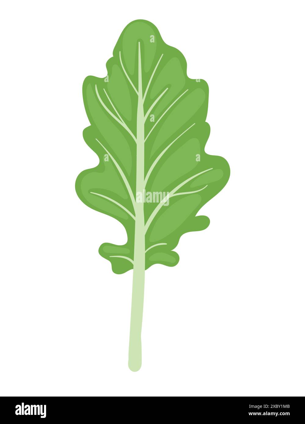 Leaf of lettuce salad fresh tasty vegetable vector illustration ...