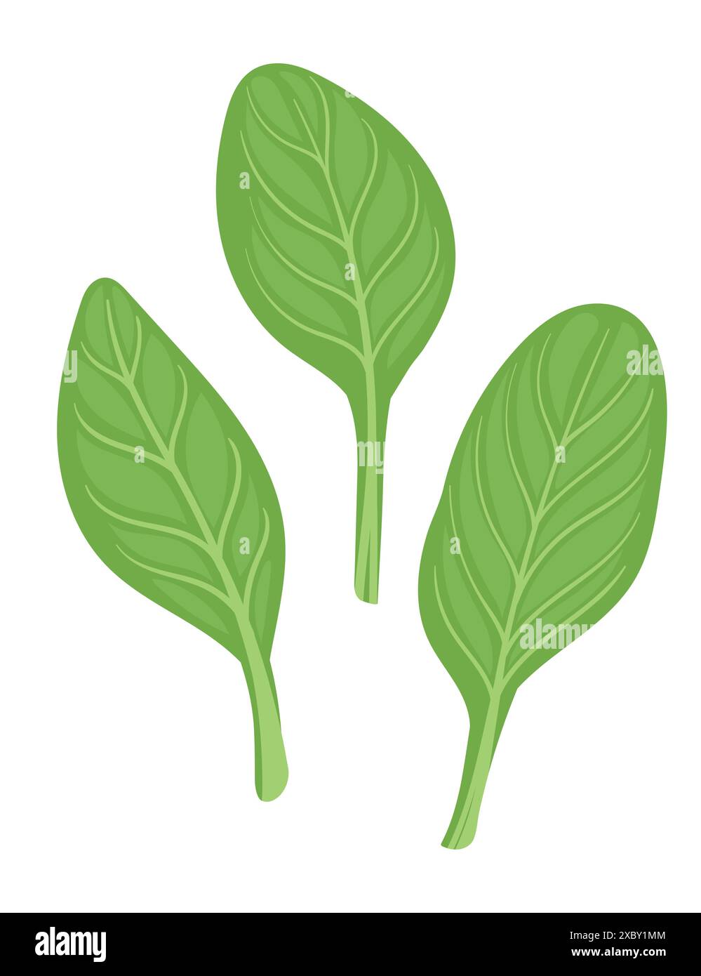 Green fresh spinach leaves tasty organic salad simple design vector ...