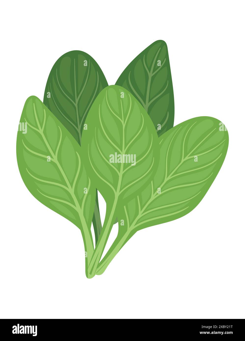 Green fresh spinach leaves tasty organic salad simple design vector ...