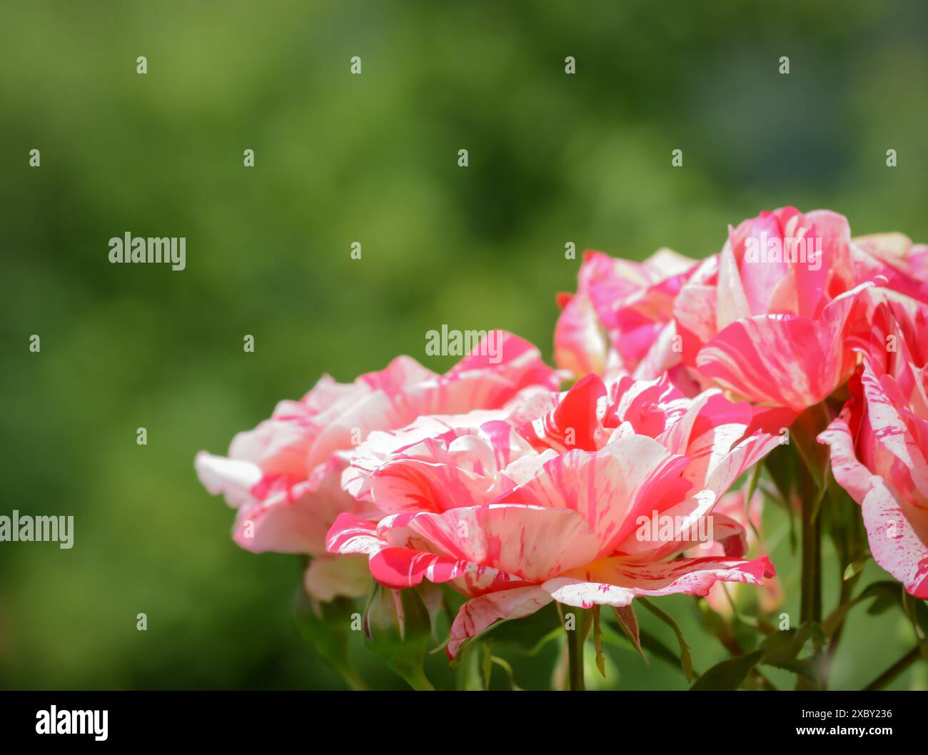 Pink variegated flower petals hi-res stock photography and images - Alamy