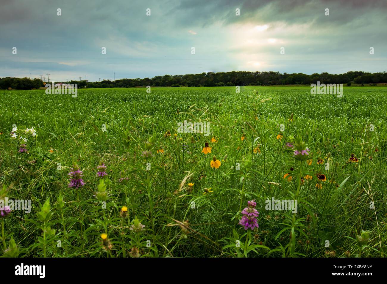 Sunlight through wildflowers hi-res stock photography and images - Alamy