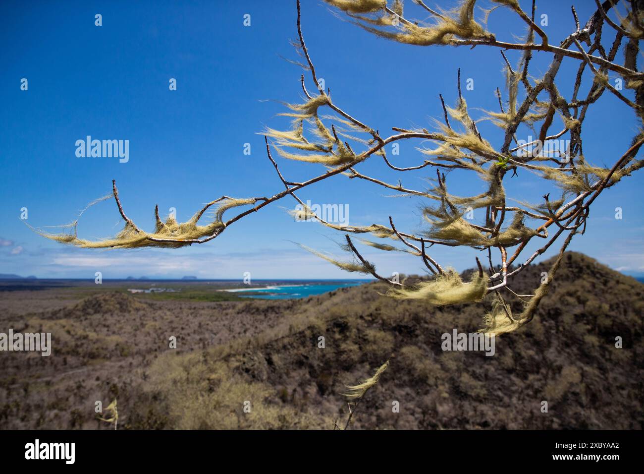 Old man's beard lichen on a branch seen from a viewpoint on the coast of Isla Isabela one of the Galapagos Islands in Ecuador Stock Photo