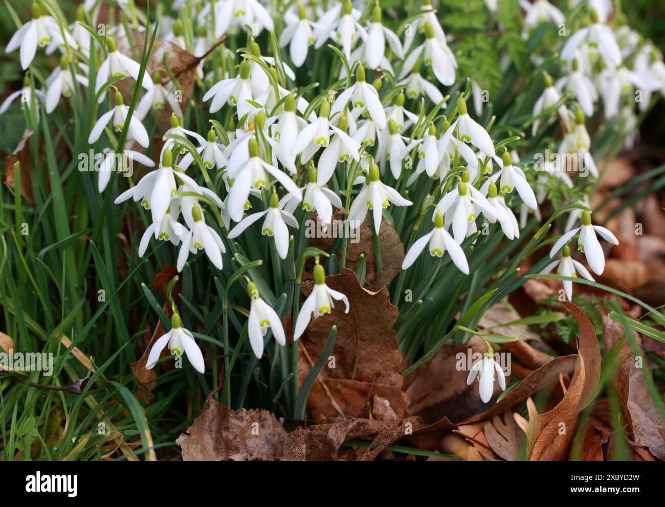 Snowdrops, Galanthus nivalis, Amaryllidaceae. UK Stock Photo