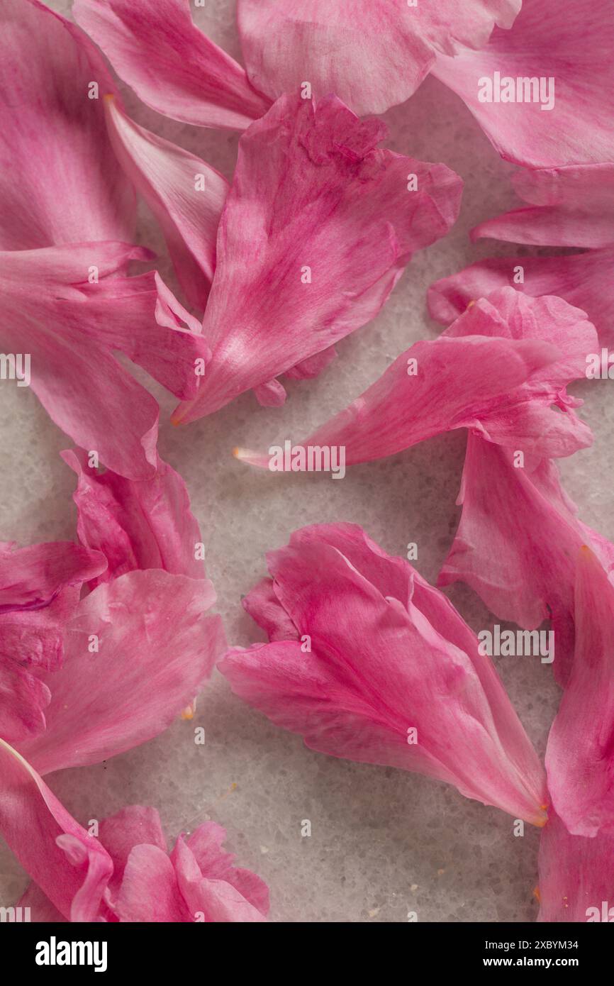 light pink peony flower petals on white marble Stock Photo - Alamy
