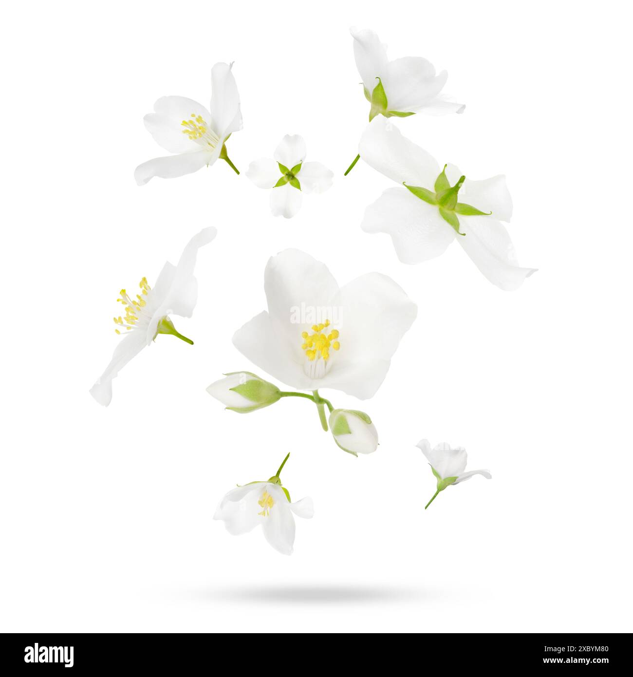Beautiful jasmine flowers in air on white background Stock Photo - Alamy