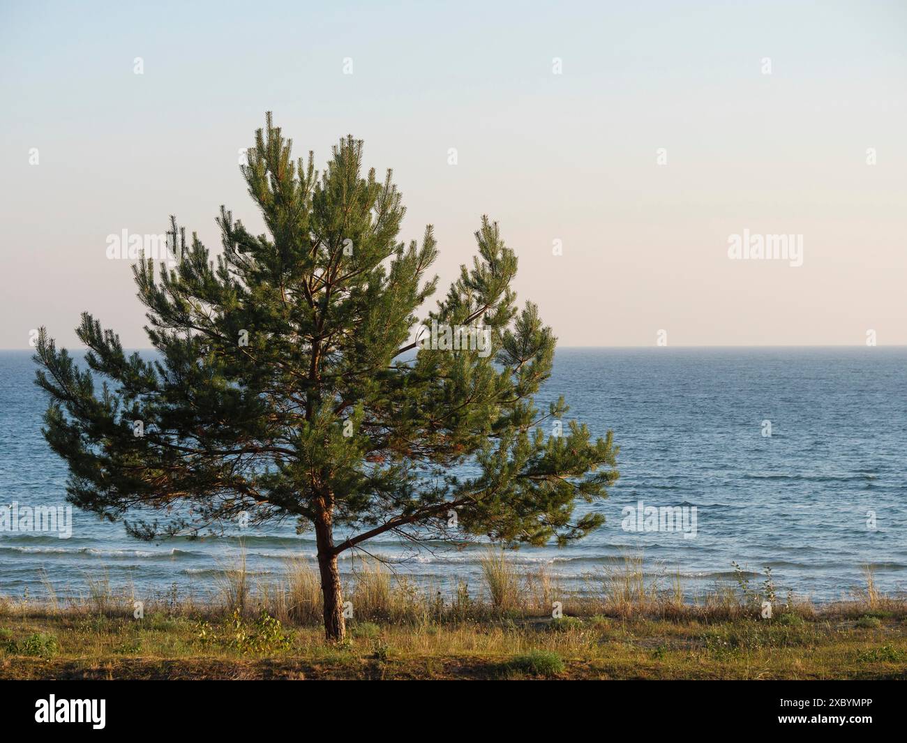 Blue sea horizon tree hi-res stock photography and images - Alamy
