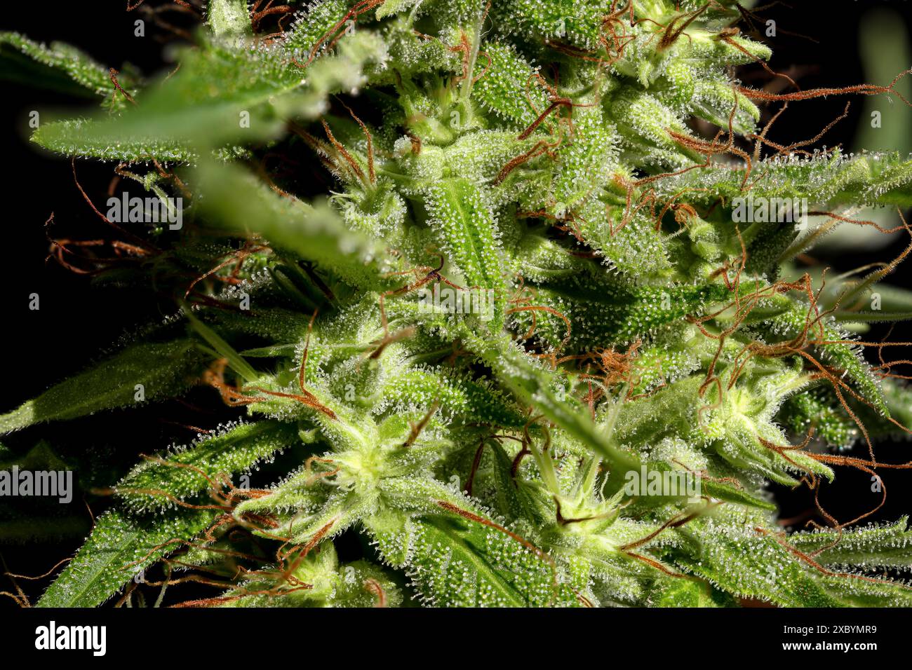 Detail of cannabis in flowering stage Stock Photo - Alamy