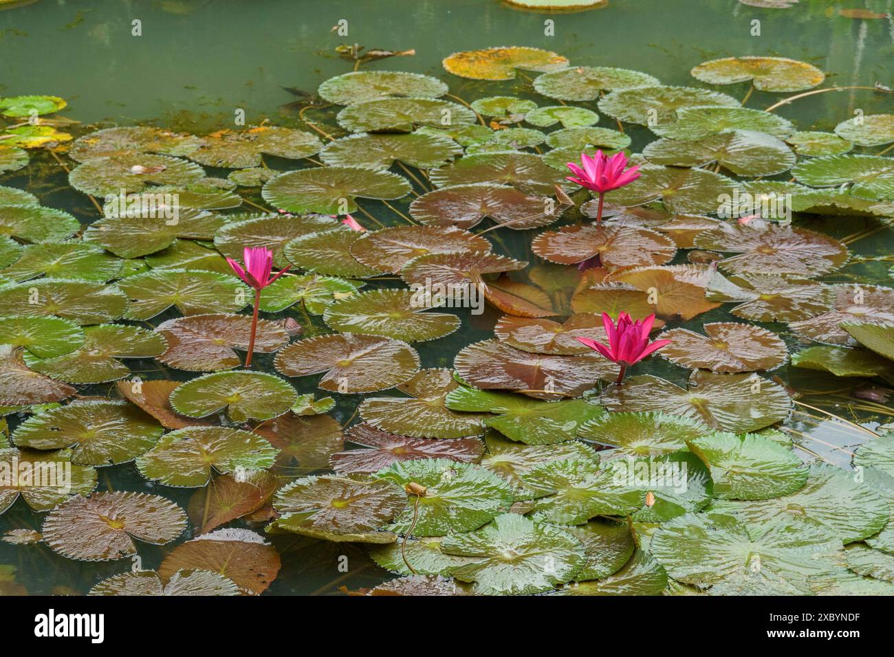 Three pink water lily flowers on a pond with many green leaves on the ...