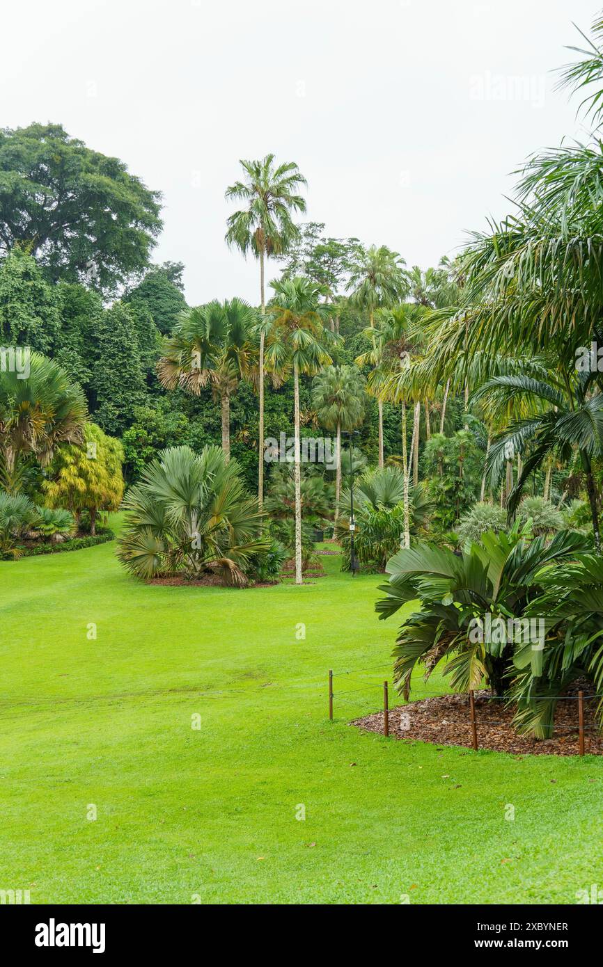 A tropical garden with various tall palm trees and lush greenery on a ...