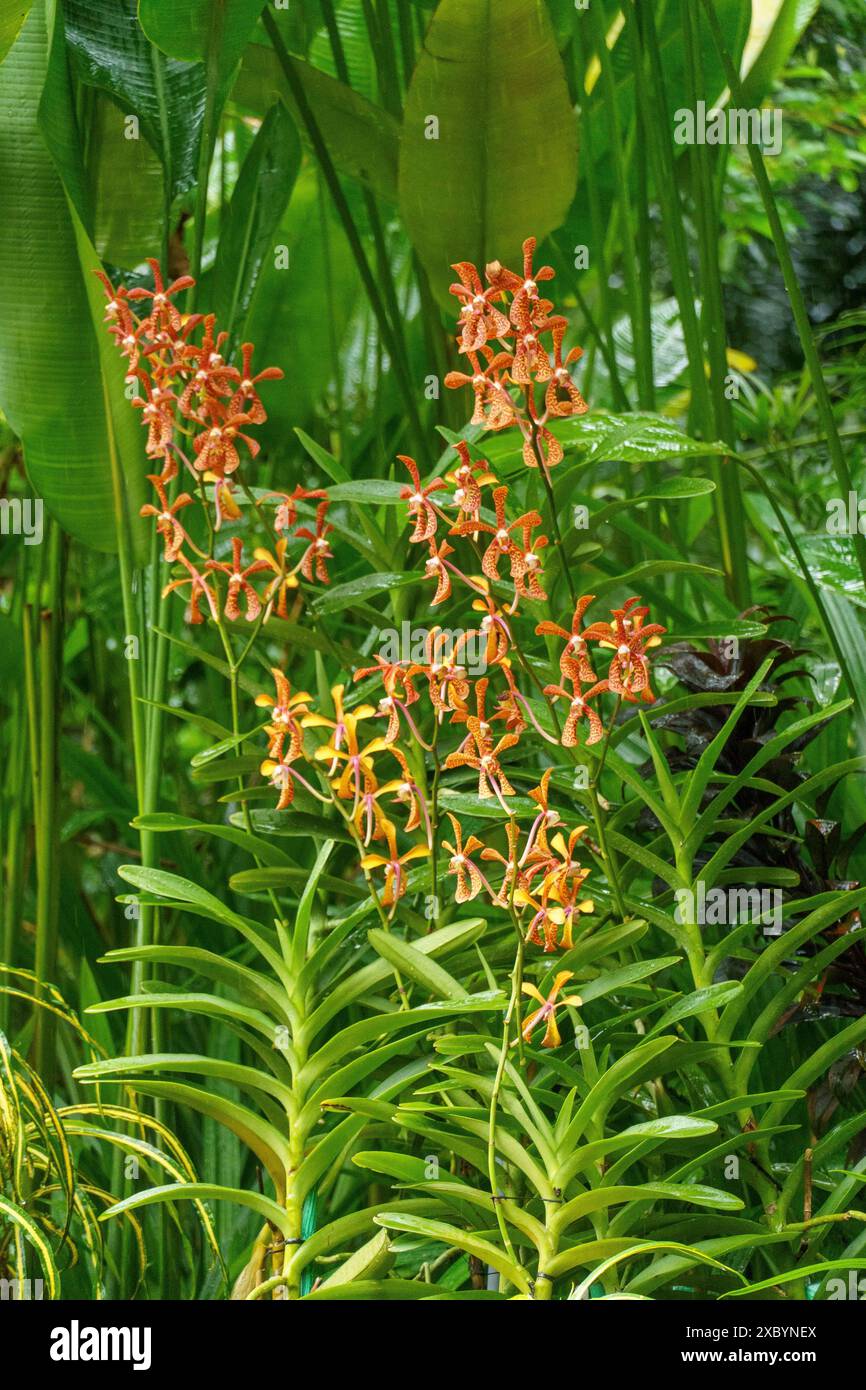 Orange flowers in a tropical garden with abundant green leaves and ...