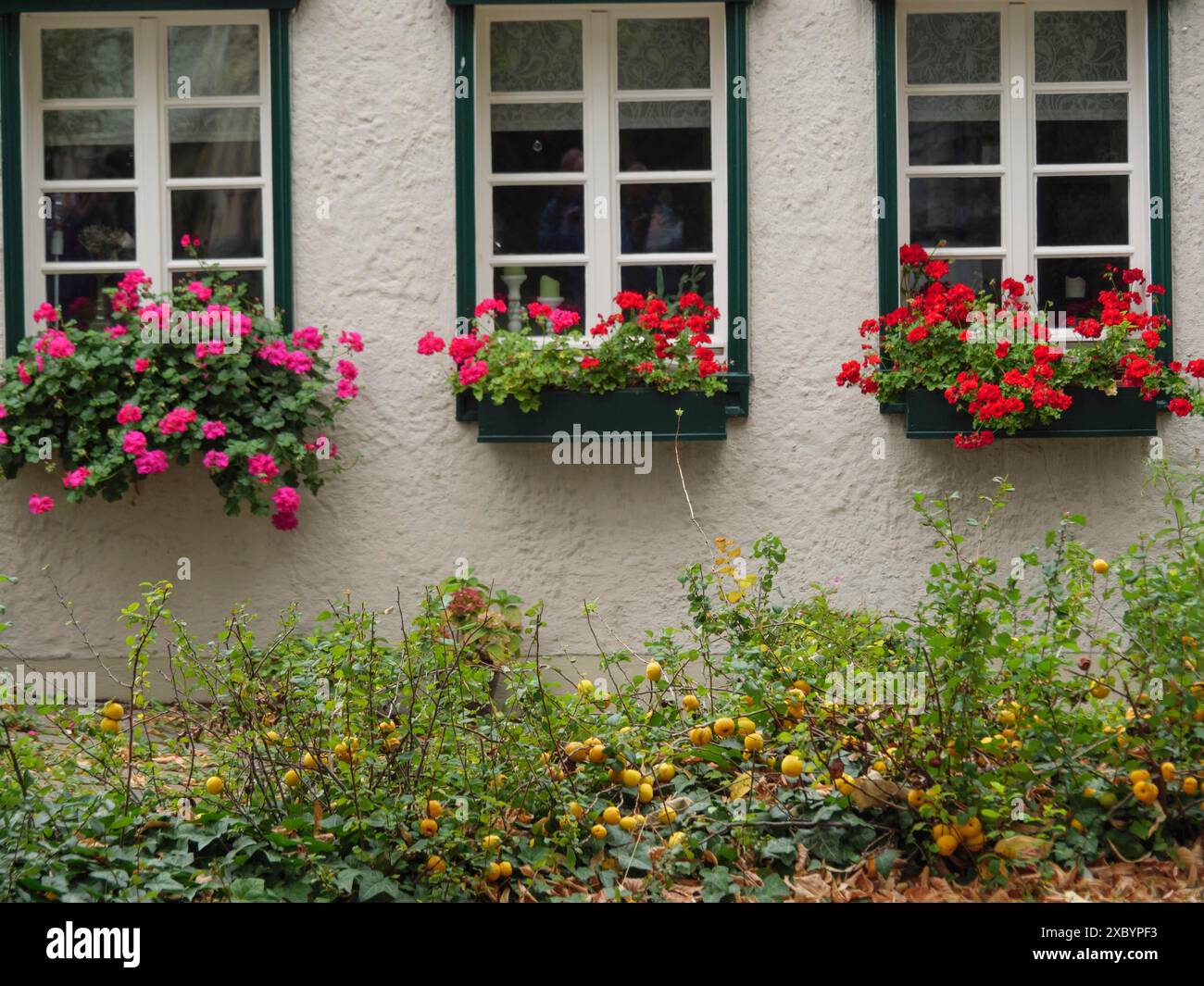 Windows 3 Flower House facade with three windows and colourful flower boxes in red and ...