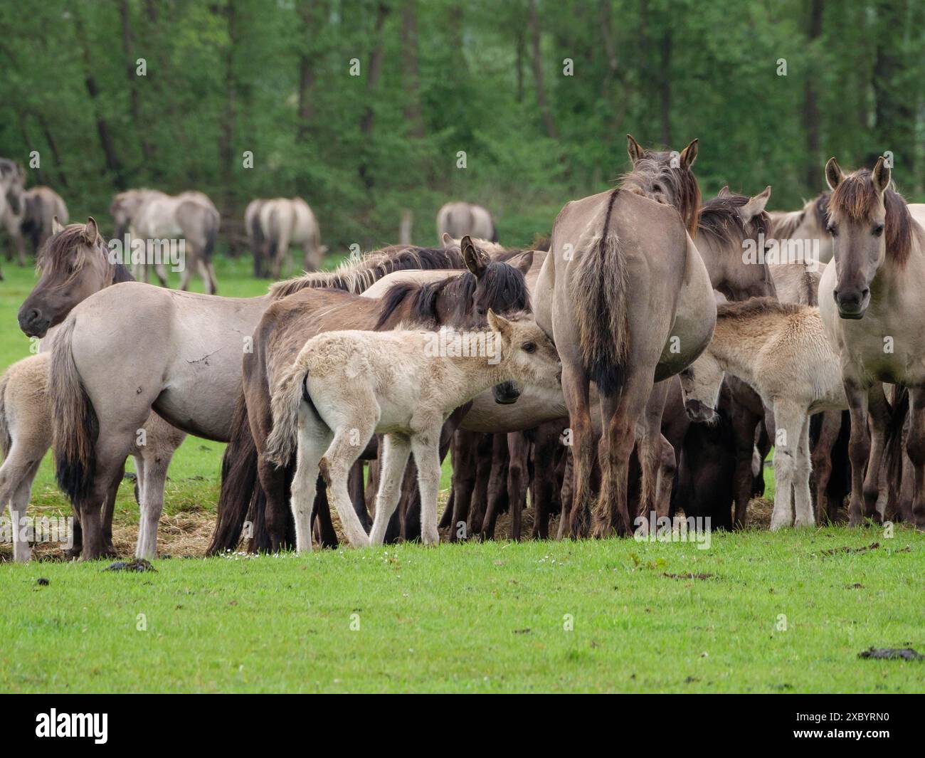 close-up-horse-near-forest-hi-res-stock-photography-and-images-alamy