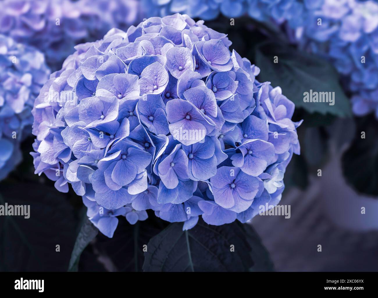 Blue and purple Bigleaf Hydrangea (Hydrangea macrophylla) in full bloom. Stock Photo