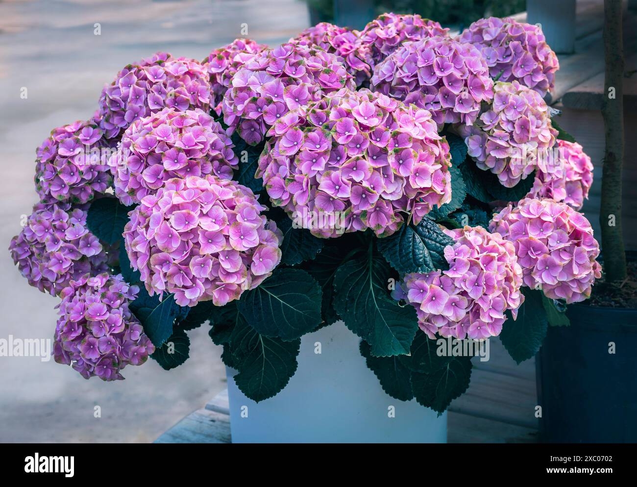 Clusters of pink and lime green Bigleaf Hydrangea (Hydrangea macrophylla) flowers in a summer garden, Hamilton, Ontario, Canada. Stock Photo