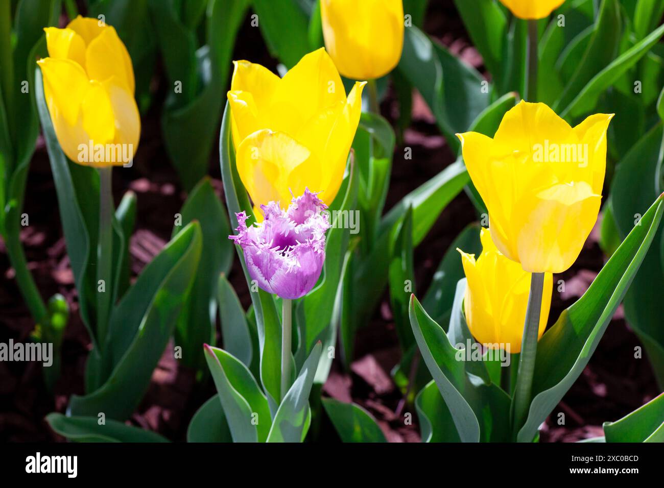Radiant yellow tulips in full bloom, reflecting the essence of spring ...