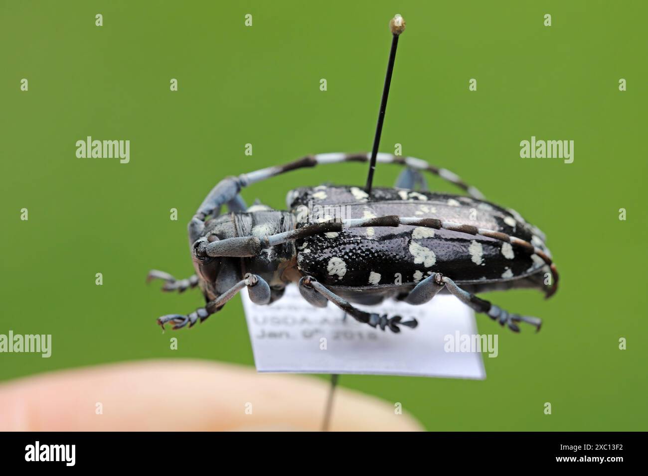 Invasive arthropods insects hi-res stock photography and images - Alamy