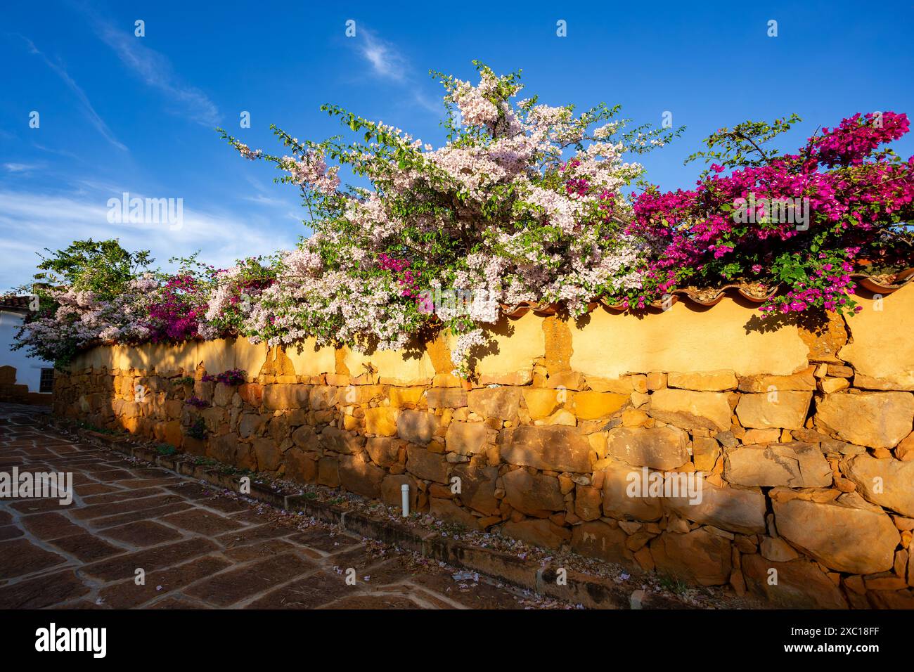 Bougainvillea hybrid hi-res stock photography and images - Alamy
