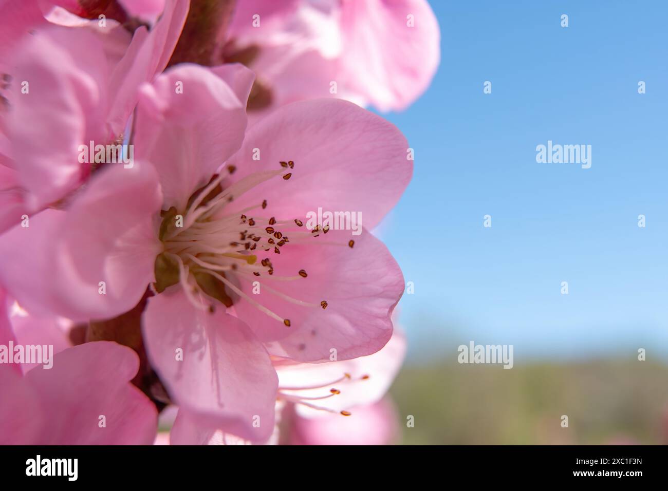 close up pink peach flower against a blue sky. The flower is the main focus of the image, and it is in full bloom. Stock Photo